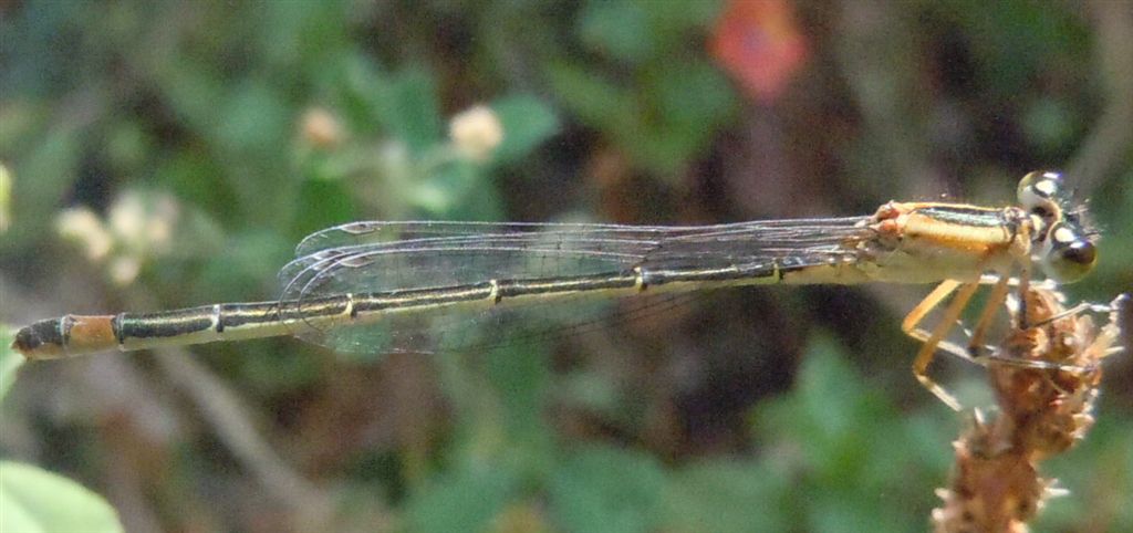 Ischnura a colori
